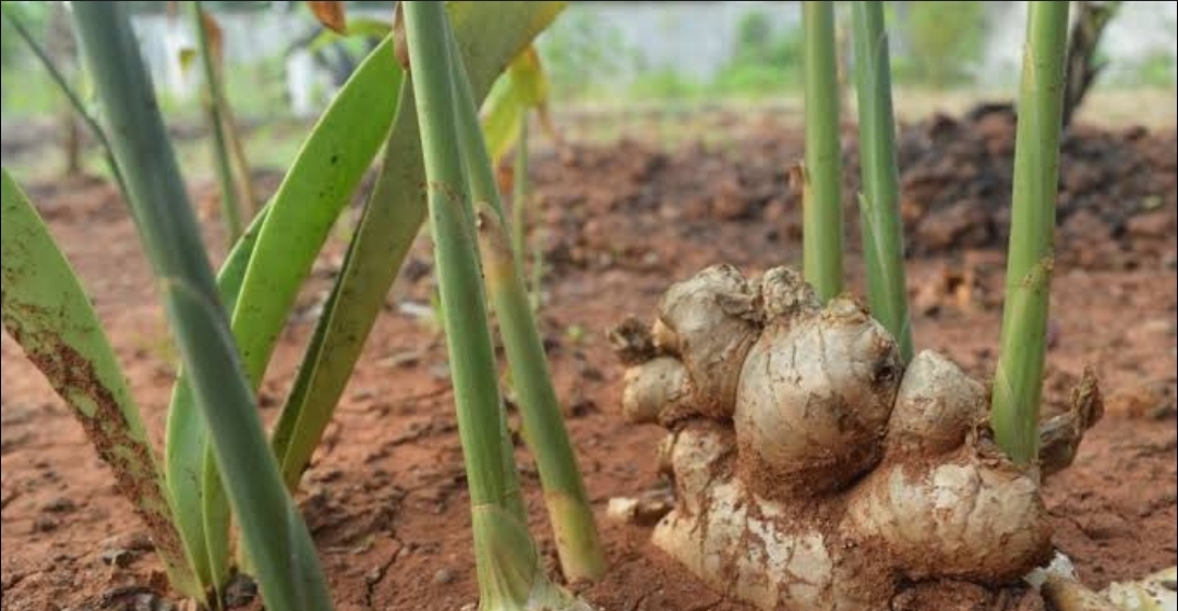 Gingembre / Carton 2 Kg